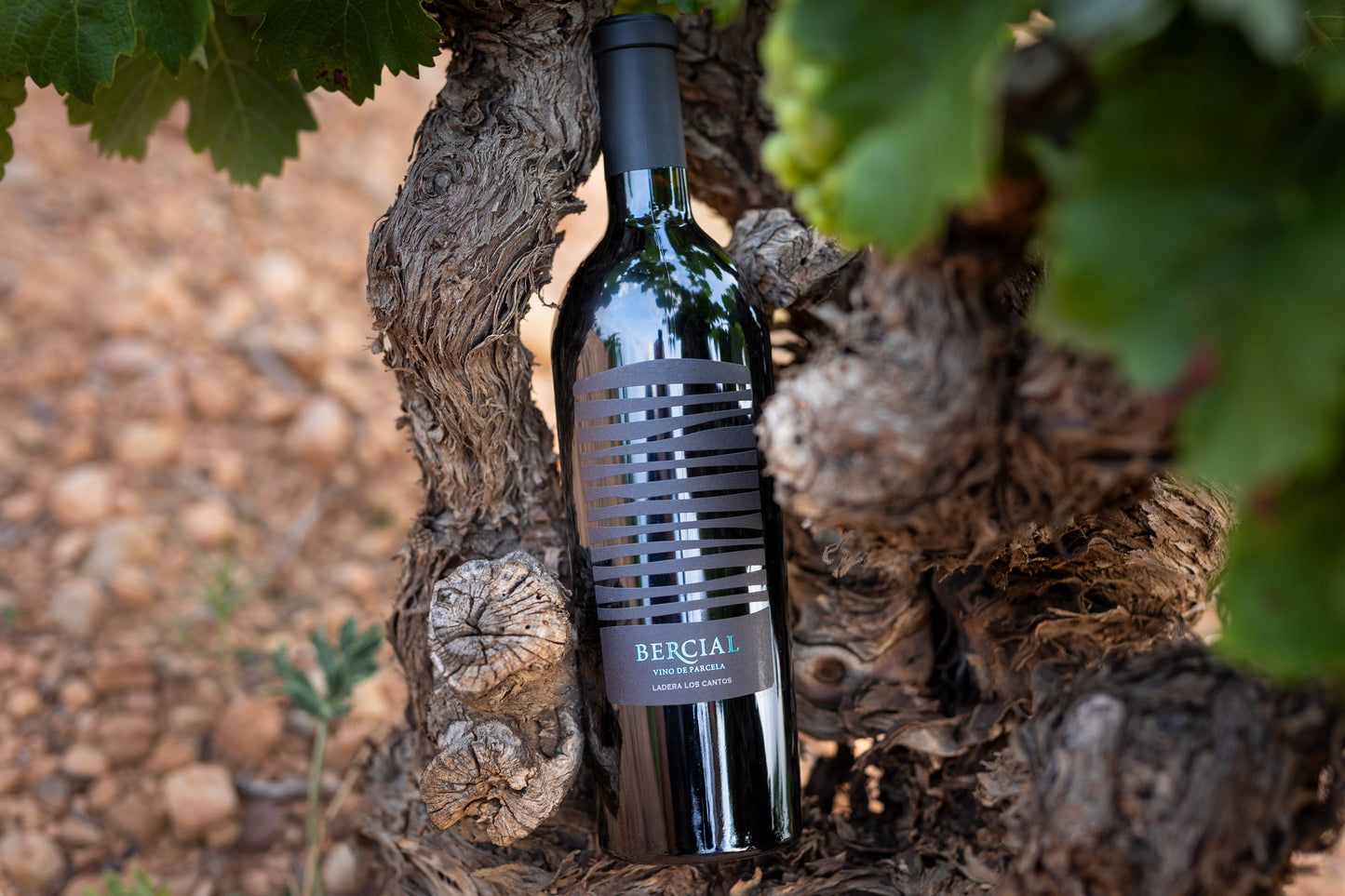 BERCIAL | LADERA LOS CANTOS