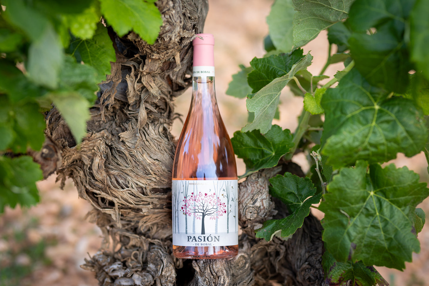 PASIÓN | Bobal Rosado